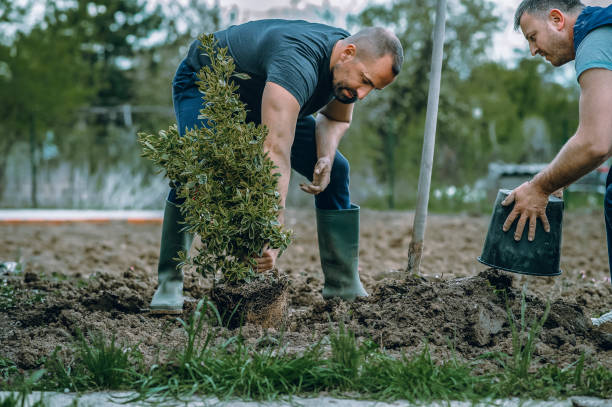 Trusted Dumfries, VA Tree Service Experts